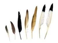 A Cluster Of Duck Feathers