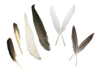 A Cluster Of Goose Feathers