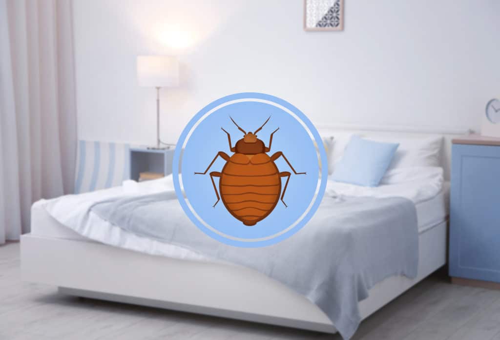Best Bed Bug Mattress Cover / Encasement Reviews