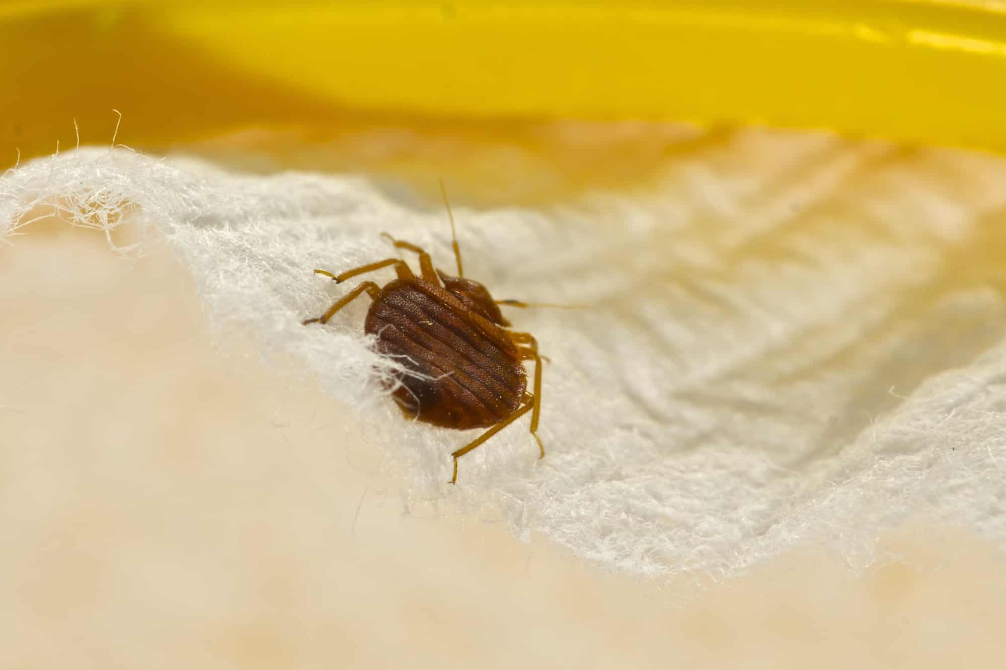 How to get rid of bed bugs in a mattress