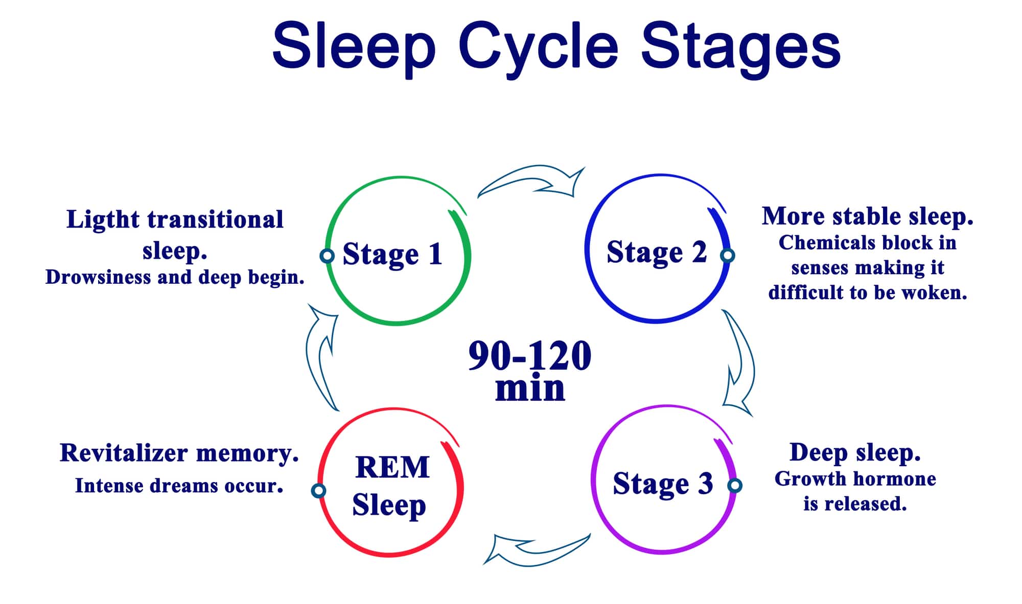 The different stages of REM and NON REM
