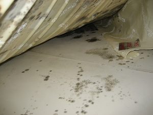 Mold under the bed