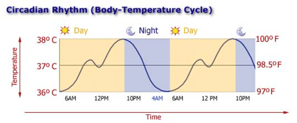 Circadian Rhythm (Body Temperature Cycle)